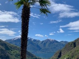 losone-10